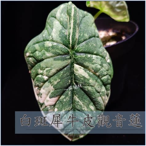 白犀牛觀音蓮|白犀牛觀音蓮 Alocasia melo